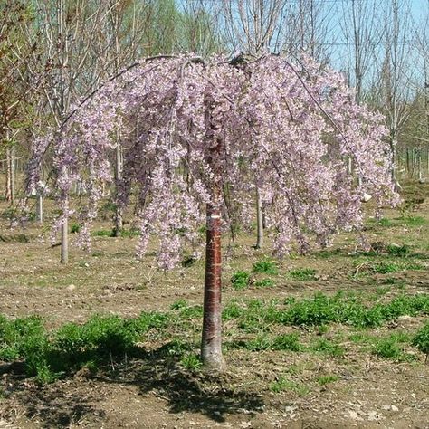 Pink Snow Showers™ - Weeping Cherry - Prunus x | Proven Winners Weeping Cherry Tree, Weeping Trees, Pink Flowering Trees, Weeping Cherry, Trees For Front Yard, Front Yard Plants, Snow Showers, Patio Trees, Growing Trees