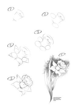 Daffodil Drawing, Pencil Drawings Of Flowers, Flower Step By Step, Teaching Drawing, Pencil Drawings For Beginners, Flower Drawing Tutorials, Pen Art Drawings, Flower Art Drawing, Daffodil Flower