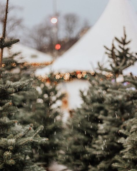 Silver Christmas Decorations, Christmas Time Is Here, Winter Magic, Tree Farm, Christmas Tree Farm, Winter Wonder, Silver Christmas, Tree Farms, Merry Little Christmas