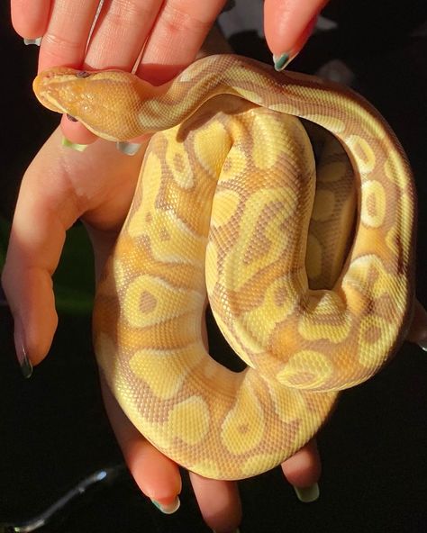 Banana Morph Ball Python, Yellow Ball Python, Banana Python, Banana Snake, Banana Ball Python, Snake Breeds, Ball Python Care, Danger Noodles, Colorful Snakes