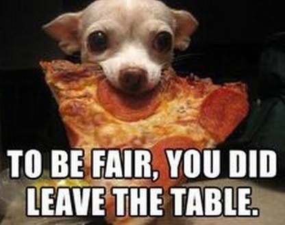 Lou Dog, Cute Chihuahua, Chihuahua Love, Funny Animal Pictures, Small Dog, Little Dogs, The Table, I Love Dogs, Dog Life