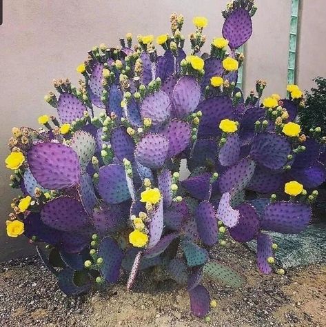 Desert Plants Landscaping, Purple Prickly Pear, Prickly Pear Flowers, Opuntia Cactus, San Pedro Cacti, Rainbow Eucalyptus, Arizona Gardening, Eastern Redbud, Ornamental Cabbage