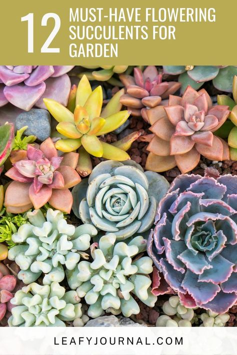 Transform your space with these 12 essential flowering succulents, adding bursts of color and charm to your home or garden. Discover a vibrant collection that thrives with minimal care. What The Succulent, Mixing Succulents With Other Plants, Full Sun Succulents, Names Of Succulent Plants, Succulent Mix Soil, How To Bring A Succulent Back To Life, Propagating Cactus, Types Of Succulents Plants, Succulent Species