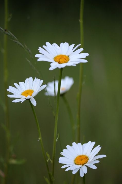 Oxeye Daisy, Wild Daisies, Garden Mural, Lilac Sky, Plant Journal, Lighting Logo, Look At The Sky, Pretty Sky, Aesthetic Look