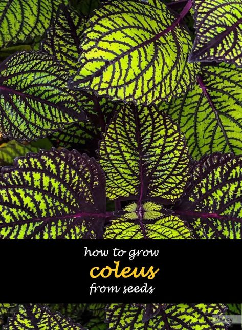 How To Grow Coleus From Seeds | ShunCy - Love the green Hardening Off Seedlings, Seed Planting, Seed Starting Mix, Insecticidal Soap, White Flies, Colorful Plants, Garden Lovers, Seed Starting, Planting Seeds