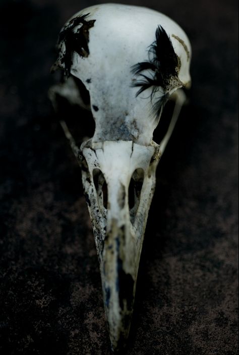 bird skull Skull Photography, Zevran Arainai, Bird Skulls, Small Bird Tattoo, Crow Skull, Yennefer Of Vengerberg, Animal Skull, The Adventure Zone, Skulls And Bones