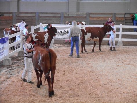 Dairy Show Cows, Dairy Showing, Dairy Cow Breeds, Cow Breeds, Jersey Cattle, Show Cows, Dairy Cattle, New England States, Show Cattle