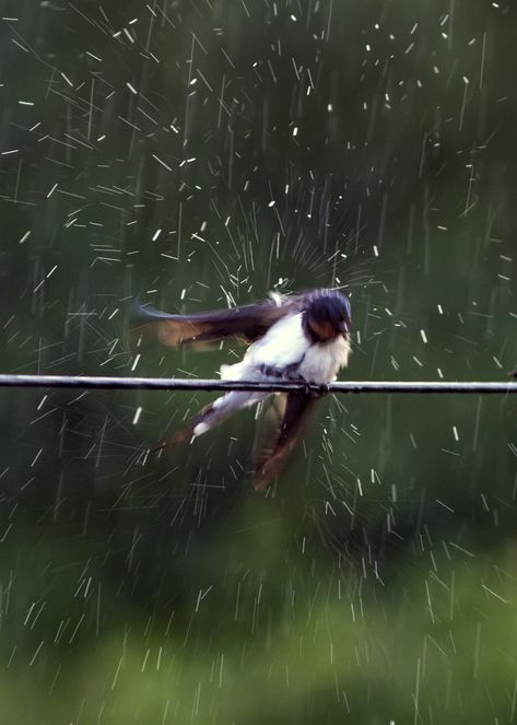 Smell Of Rain, I Love Rain, Rainbow Rain, Rain Storm, Love Rain, Singing In The Rain, Walking In The Rain, Rainy Night, Summer Rain