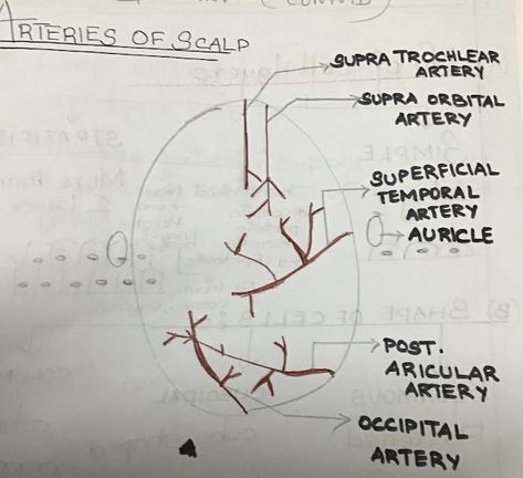 STENCILDENT : ARTERIAL SUPPLY OF SCALP - LEARN IT EASY STENCILDENT Anatomy Notes, Biochemistry Notes, Oral Pathology, Hypersensitivity Reactions, Septic Shock, Louis Pasteur, General Surgery, Dental Student, Immune Response