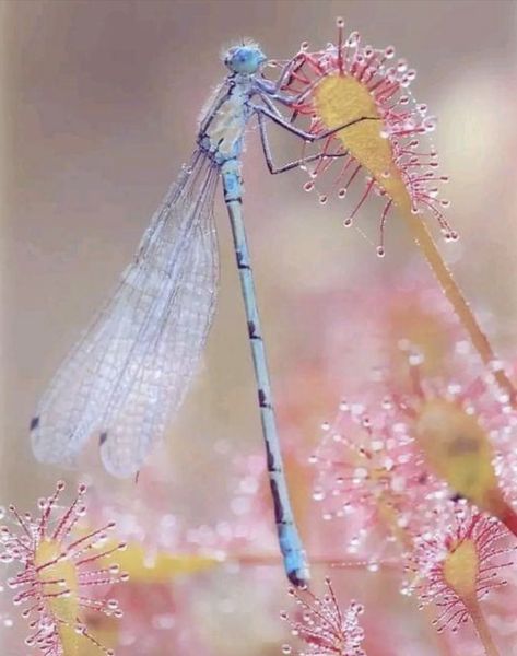 Damselfly.  Photographer unknown. Dragonfly Images, Dragonfly Photos, Dragon Flys, Tiny Dragon, Lady Bugs, Bugs And Insects, Organic Form, Pictures To Paint, Color Textures