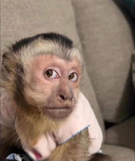 Funny Monkey Pictures, Monkey Memes, Cute Monkey Pictures, Capuchin Monkey, Monkey Pictures, Image Chat, Pet Monkey, A Monkey