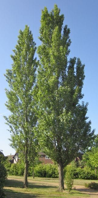 Poplar Tree Illustration, Lombardy Poplar Tree, Tennessee Trees, Sourwood Tree, White Poplar Tree, Composite Drawing, Lady Persephone, Idaho Landscape, Lombardy Poplar