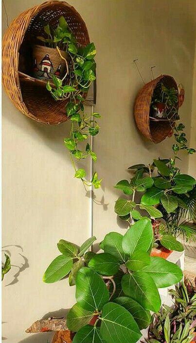 Indoor Plant Wall, Indian Room Decor, Earthy Home Decor, India Home Decor, Small Balcony Garden, Earthy Home, Hanging Plant Wall, Indian Home Interior, Ethnic Home Decor