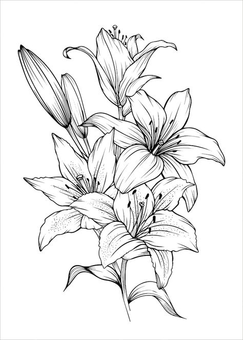 Premium Vector | Hand drawn lily bouquets lily flowers Lily Pattern Design, Leaves And Flowers Drawings, Different Lily Flowers, Lilies Flowers Tattoo, How To Draw Lily, Lilies Flowers Drawing, Lilies Flowers Painting, White Lily Drawing, Lily Flower Outline