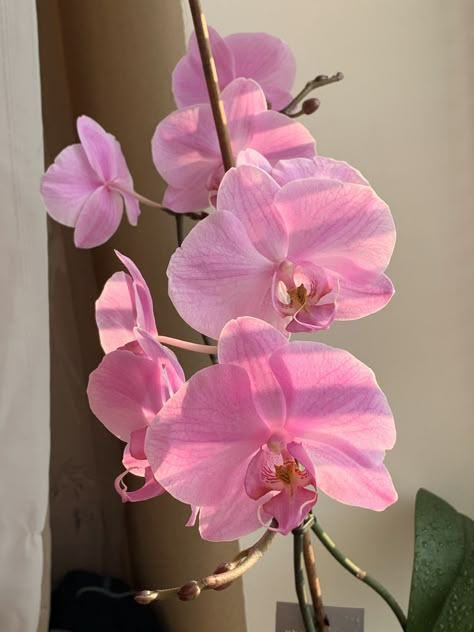 Pink And White Orchids, Orchids Aesthetic, Orchid Aesthetic, Orchid Painting, Fav Flower, I Can Buy Myself Flowers, Buy Myself Flowers, Arts And Crafts House, Boquette Flowers