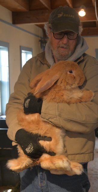 Giant Rabbits, French Lop, Flemish Giant Rabbit, Giant Rabbit, Flemish Giant, Giant Bunny, Pet Bunny Rabbits, Staying Focused, Cute Bunny Pictures