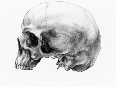 Skull sketch without mandible Skull Anatomy, Skull Reference, Skull Sketch, Skeleton Drawings, Skull Art Drawing, Skulls Drawing, Human Figure Drawing, Tommy Lee, Skull Drawing