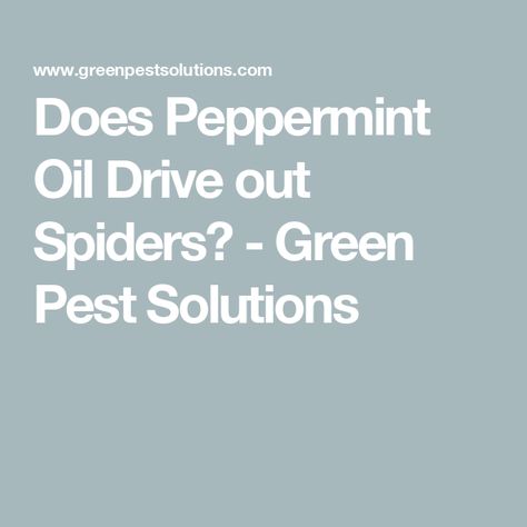 Does Peppermint Oil Drive out Spiders? - Green Pest Solutions Peppermint Spray For Spiders, Peppermint Oil For Spiders, Bug Deterrent, Peppermint Spray, Spider Control, House Spider, Mint Oil, Termite Control, Peppermint Oil