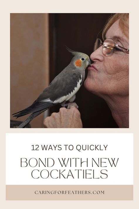 How to bond with your cockatiel Birds Cockatiel, Cockatiel Name Ideas, Cockatiel Bird, Cockatiel Cage Setup, Diy Cockatiel Toys, Bird Room Ideas, Cockatiel Tips, Diy Bird Toys Cockatiel, Cockatiel Training