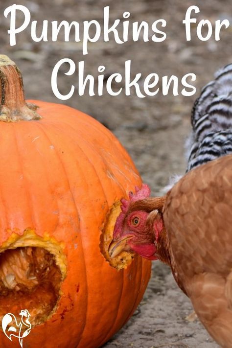 Chicken Pumpkin, Chicken Raising, Portable Chicken Coop, Backyard Chicken Coop Plans, Chicken Feeders, Chicken Care, Backyard Chicken Farming, Chickens And Ducks, Chicken Eating