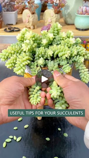 Propagate Succulents, Propagating Succulents, Canon, Plants