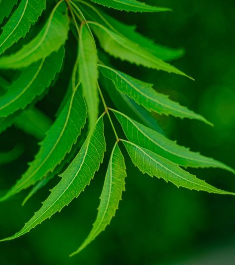 Neem Leaf Benefits, Homemade Hair Oil, Neem Leaf, Neem Tree, Neem Powder, Lemon Health Benefits, Homemade Hair, Homemade Hair Products, Herbal Hair