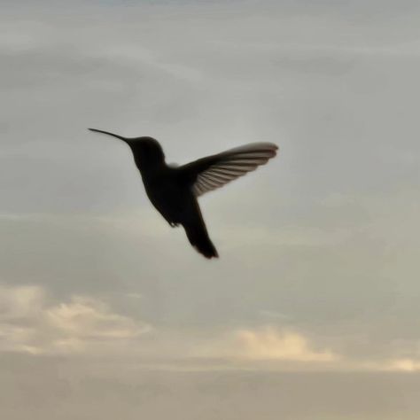 Today I got bum rushed by a hummingbird. That is all🥰 #hummingbird #nature Humming Bird Aesthetic, Aesthetic Hummingbird, Hummingbird Aesthetic, Rufous Hummingbird, Unique Birds, Amber Eyes, Humming Bird, Painting Inspo, Original Characters