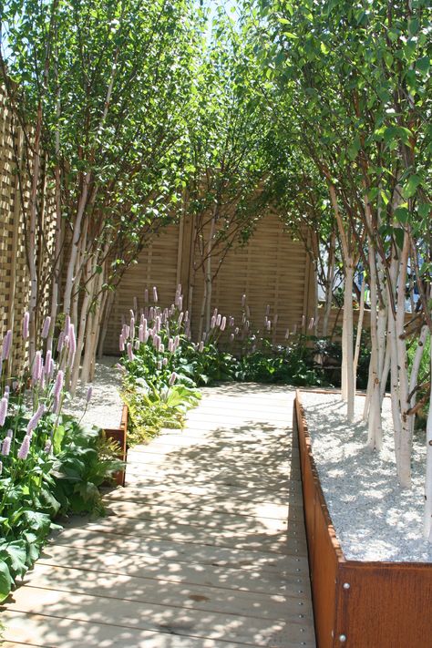 Silver Birch in corten planters RHS Chelsea Flower Show 2010 Designer - Jamie Dunstan Silver Birch Garden Design, Silver Birch Small Garden, Silver Birch Trees Small Garden, Mykonos Garden, Birch Tree Garden, Overlooked Garden, Birch Trees Garden, Silver Birch Tree, Birch Trees Landscaping