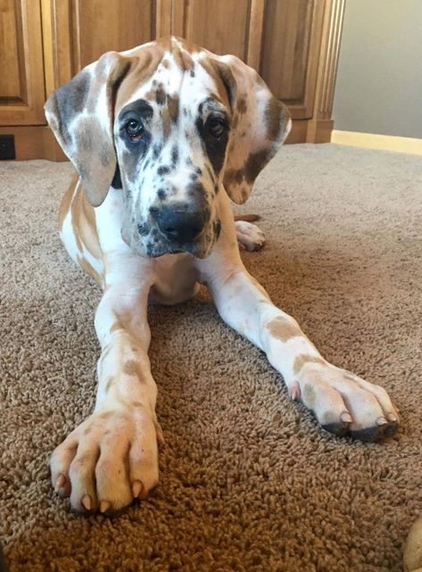 Great Danes are the best breed of dog! Great Dane Fawnequin, Dogs Great Dane, Fawnequin Great Dane, Great Dane Aesthetic, Great Dane Tattoo, Grate Danes, Grey Great Dane, Great Dane Colors, Brindle Great Dane