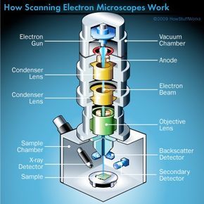 Electron Microscope Images, Scanning Electron Microscope, Microscopic Images, Electron Microscope, Medical School Essentials, Physics And Mathematics, Brain Science, Microscopes, Microbiology