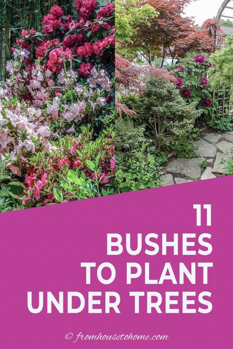 Best Shrubs For Shade, Shady Plants, Evergreens For Shade, Michigan Garden, Shade Loving Shrubs, Plants Under Trees, Evergreen Bush, Shade Garden Design, Shade Shrubs