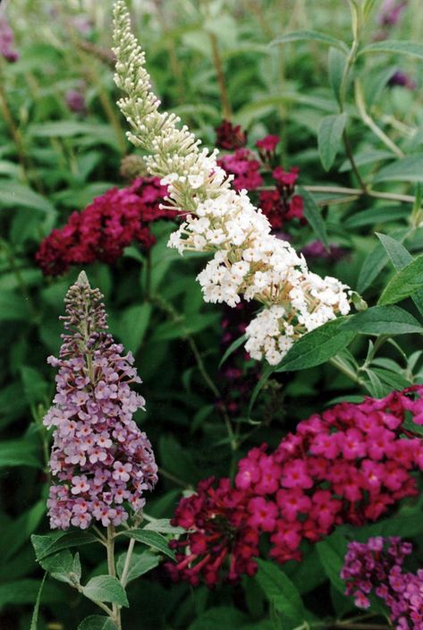 9 fragrant shrubs for Houston gardens Houston Landscaping, Houston Garden, Texas Plants, Commercial Planters, Texas Native Plants, Native Plant Gardening, Texas Gardening, Back Garden, Cool Plants