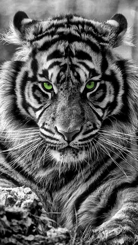 Tiger Aesthetic, Wallpaper Tiger, Tiger Species, Tattoo Animal, Realistic Tattoo Sleeve, Tiger Tattoo Design, Tiger Drawing, Tiger Wallpaper, Tiger Painting