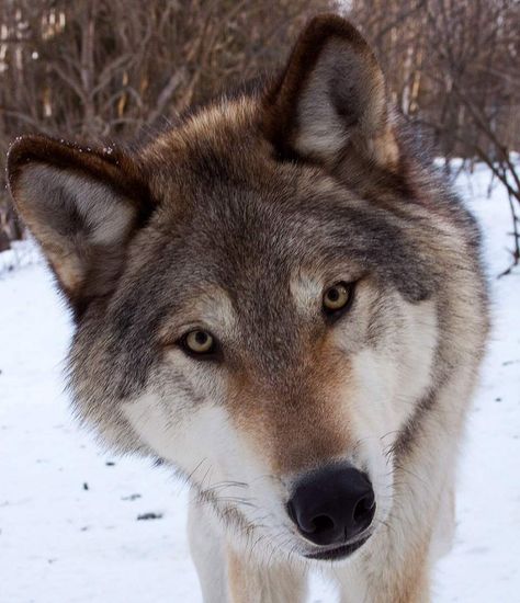 Grey Wolf | ALASKA.ORG Interior Alaskan Wolf, Yukon Wolf, Wolf Therian, Wolf Images, Wolf Stuff, Wolf Photos, Wolf Wallpaper, Wolf Drawing, Young Animal