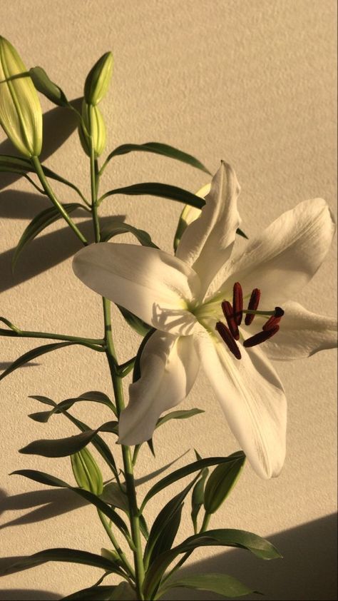 White Lilies Aesthetic, Lily Flower Aesthetic Wallpaper, White Lily Flower Aesthetic, Lily Flower Aesthetic, Trumpet Lily, White Lily Flower, Lily Wallpaper, Vintage Flowers Wallpaper, Flowery Wallpaper