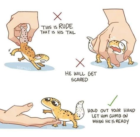 Leopard Gecko Cute, Leopard Gecko Care, Cute Gecko, Hands To Myself, Cute Reptiles, This Meme, Reptile Enclosure, Crested Gecko, Animal Science