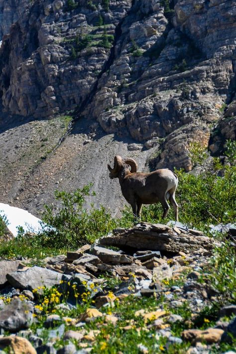 Dive into Yellowstone's Wildlife Paradise!

Explore custom tours with Yellowstone Wild for up-close encounters with wolves, bears, and more!

Capture stunning photos and create lifelong memories.

Plan your next adventure today with Pocket Montana! Montana Nature, Yellowstone Wolves, Merlin Bird, Winter Wolves, Nature Tour, Big Sky Country, Wildlife Safari, Close Encounters, Big Sky