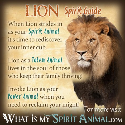 Lion Spirit, Totem, & Power Animal Symbolism and Meaning 1200x1200 Spirit Animal Test, Lion Meaning, Lion Symbolism, Lion Spirit Animal, Animal Totem Spirit Guides, Lion Spirit, Spirit Animal Quiz, Find Your Spirit Animal, Spirit Animal Meaning