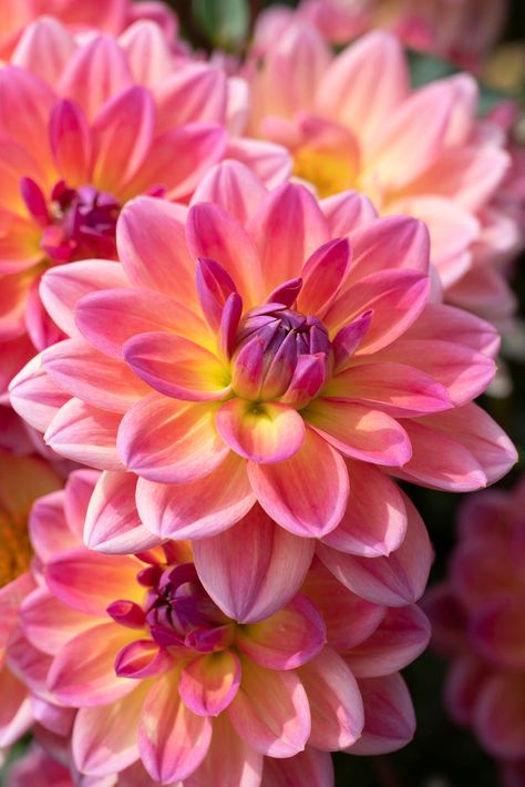 Dahlia Pacific View | Dahlia Tubers | DutchGrown™ Daliah Flower, Container Planting, Yellow Petals, Dahlia Tubers, Growing Dahlias, Christmas Scenery, Beautiful Flowers Garden, Dahlia Flower, Pretty Plants