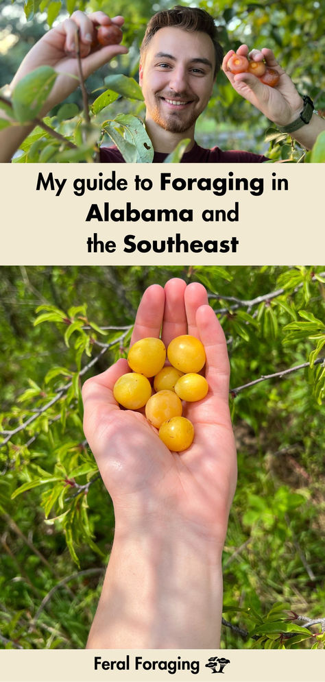 Jesse, the author, holding american persimmon and wild chickasaw plum Oklahoma Foraging, Foraging In Minnesota, Florida Foraging, The Foragers Guide To Wild Food, Foraging In East Texas, Foraging Guide, Wild Foraging, Food Forest, Wild Edibles