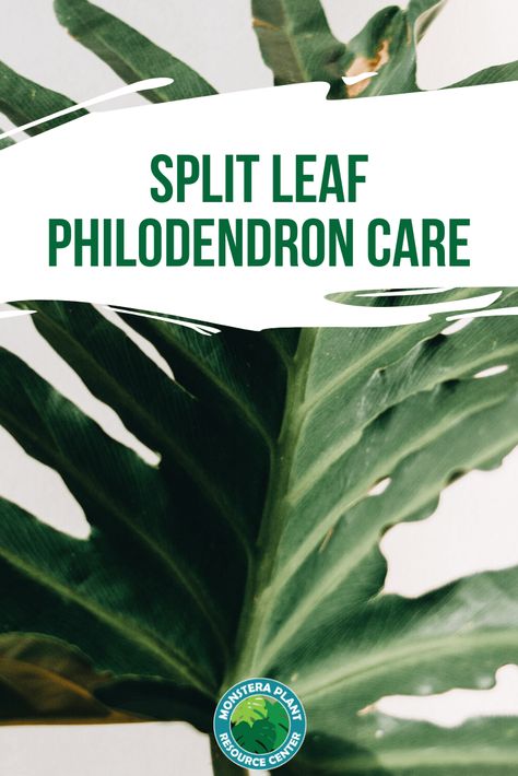 Split Leaf Philodendron Care, Philodendron Plant Care, Inside Gardening, Plants Types, Split Leaf Philodendron, Houseplant Tips, Leaves Name, Monstera Plant Care, Plants Tips