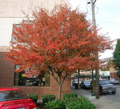 Autumn Brilliance Serviceberry Fall Color. "They respond well to corrective pruning and can develop into outstanding specimens of form and character." Other good tips. Purple Leaf Sand Cherry, Crabapple Tree, Small White Flowers, Summer Plants, Tree Seeds, Ornamental Trees, Fruit Plants, Fall Plants, Fragrant Flowers