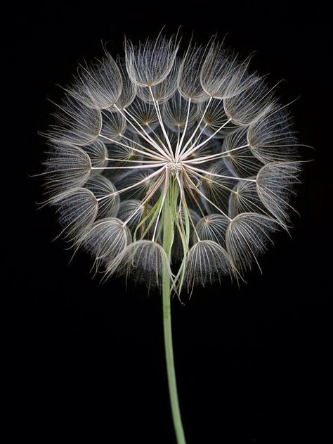 ↝@zelsworld↜ Dandelion Structure, Dandelion Puffs, Foto Macro, Dandelion Art, Dandelion Clock, A Dandelion, Dandelion Wish, Dandelion Flower, 수채화 그림