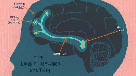 Brain Based Learning, Brain Learning, Brain Facts, Pediatric Therapy, Brain Science, Reward System, The Embrace, Brain Development, Human Brain