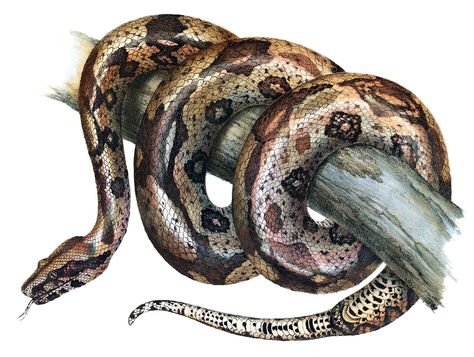 A boa constrictor (Boa constrictor) is coiled around a branch with its tongue out. This large snake in the family Boinae is native to the American continent. It is active at night and usually feeds on small mammals and birds. Snake Illustration, Boa Constrictor, Snake Art, Illustration Botanique, Rose Drawing, Snake Tattoo, Scientific Illustration, K K, Lithograph Print