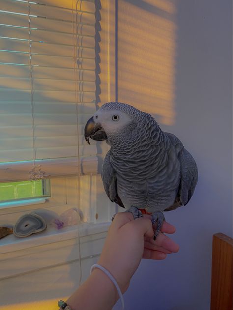 Grey Parrot Aesthetic, African Grey Parrot Aesthetic, Liv Thompson, Congo African Grey, Car Rider, Bird Aviary, Wild Eyes, Rose Hill, Wild Love