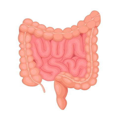 Intestines Illustration, Intestine Illustration, Large Intestine Anatomy, Intestines Anatomy, Anatomy Stickers, Study Stickers, Anatomy Flashcards, Medical Stickers, Human Body Organs