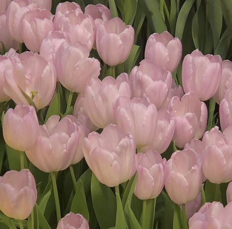 Visuell Identitet, Mia 3, Arte Inspo, Pink Tulips, Nature Aesthetic, Green Aesthetic, Love Flowers, My Flower, Pink Aesthetic