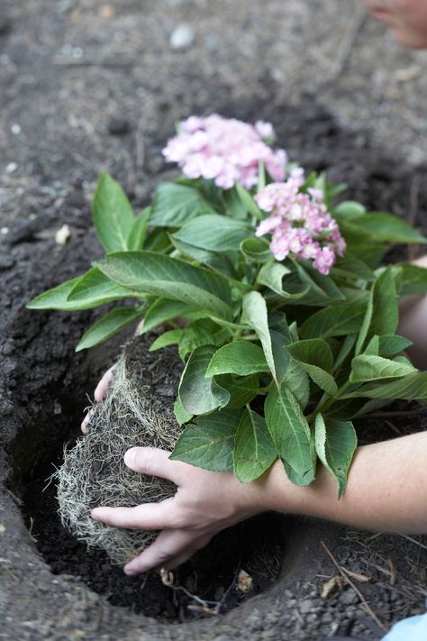 How to Make Hydrangeas Bloom More, Depending on Type How To Get Hydrangeas To Bloom, How To Make Hydrangeas Bloom, Hydrangea Fertilizer, Hydrangea Plant Care, Hydrangea Plant, Pruning Hydrangeas, Annabelle Hydrangea, Big Leaf Hydrangea, Hydrangea Varieties