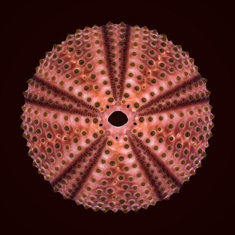 Black Sea Urchin (Arbacia lixula) Black Sea Urchin, Sea Urchins Art, Aboriginal Art Symbols, Art Symbols, Sea Urchin Shell, Sea Urchins, Creative Circle, Ocean Spray, Sand Dollars